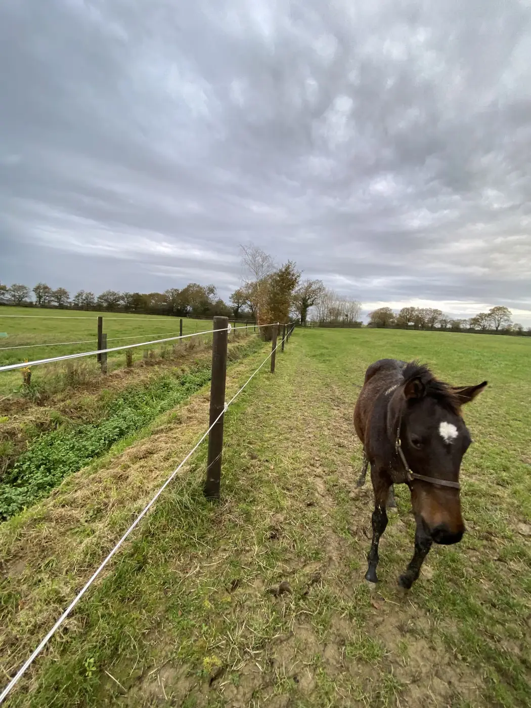 Cheval au pré derrière une clôture équestre à ruban
