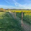 Clôture ovine en grillage noué sur piquets châtaignier, Loire-Atlantique