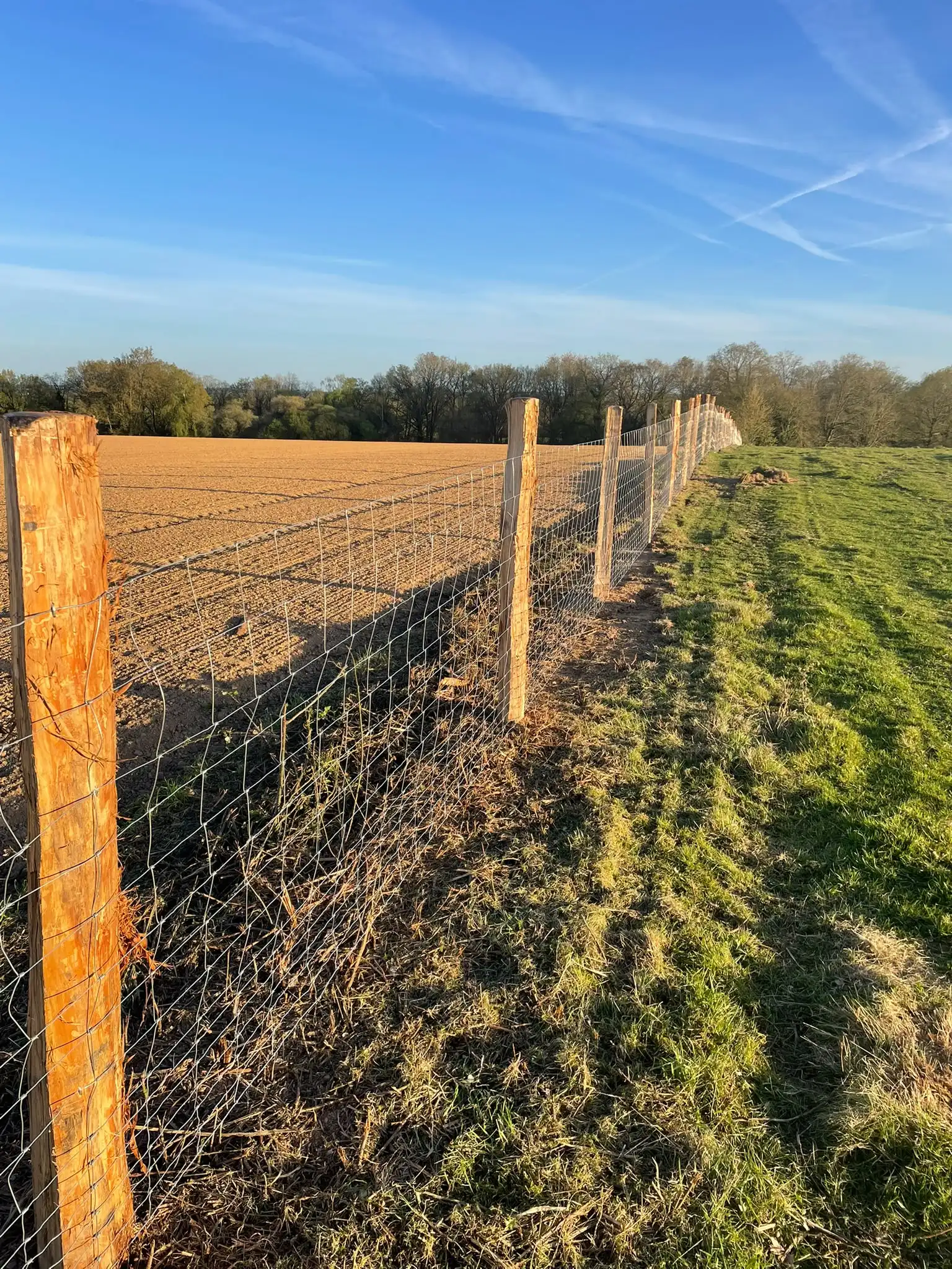 Clôture en grillage noué pour chèvres et moutons bordant un champ, Loire-Atlantique