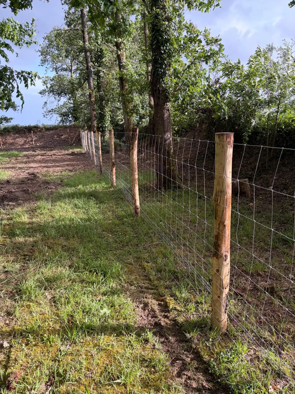 Clôture anti-sanglier en grillage noué sur piquets châtaignier en lisière de bois, Loire-Atlantique