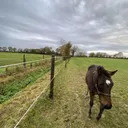 Cheval au pré derrière une clôture équestre