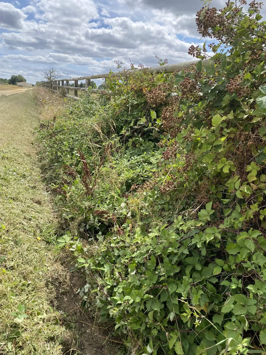 Ligne de clôture envahie avant préparation