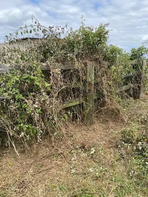 Ronces recouvrant une clôture bois le long d’un hangar agricole