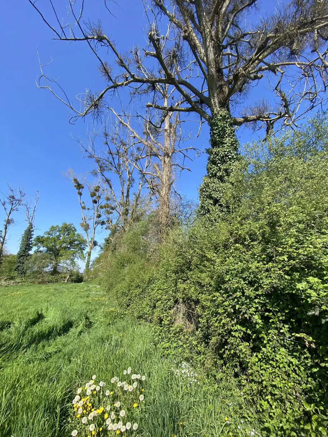 Haie dense et arbres morts en bordure de pâture