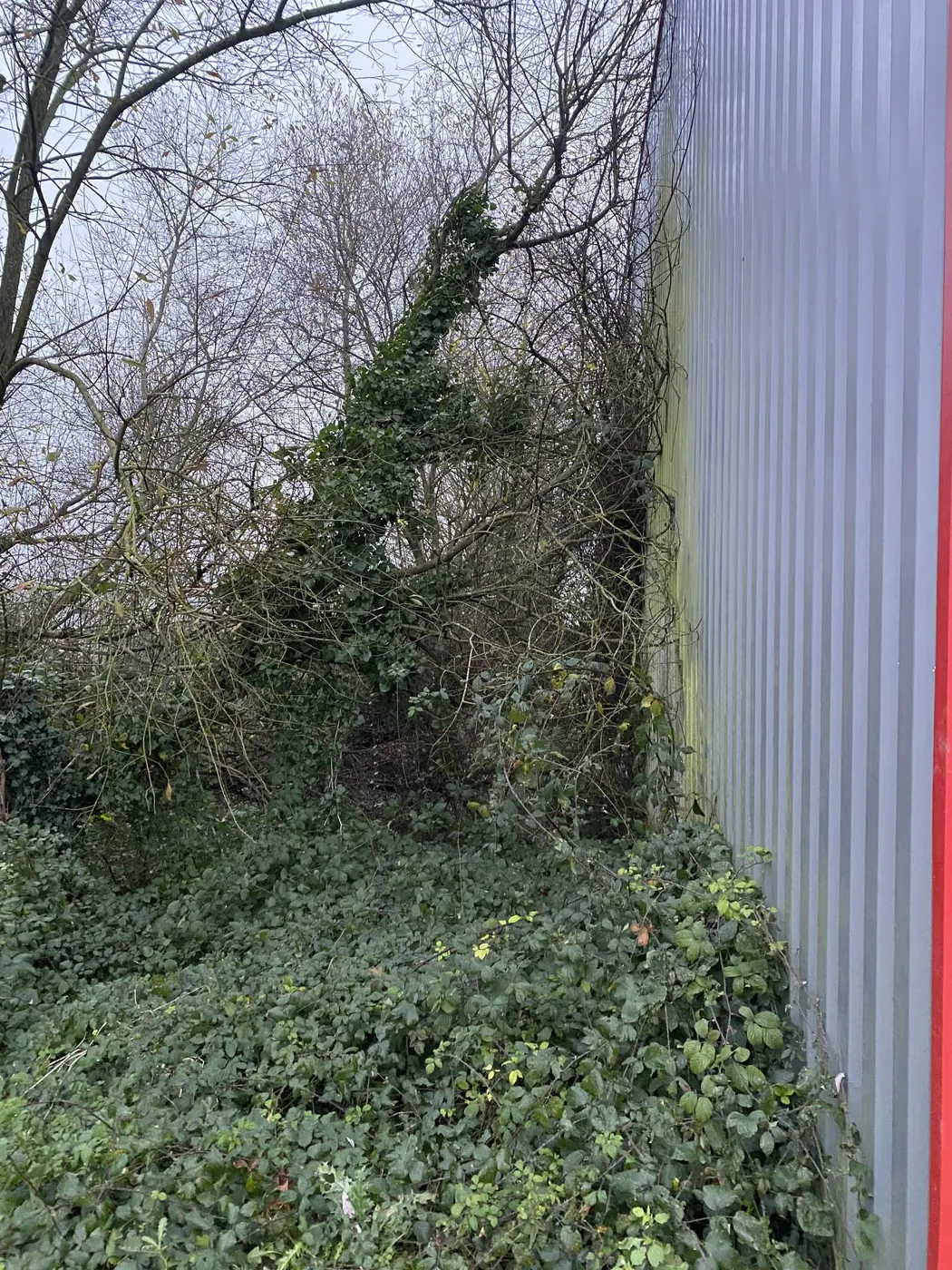Lierre et ronces poussant contre le bardage d’un hangar