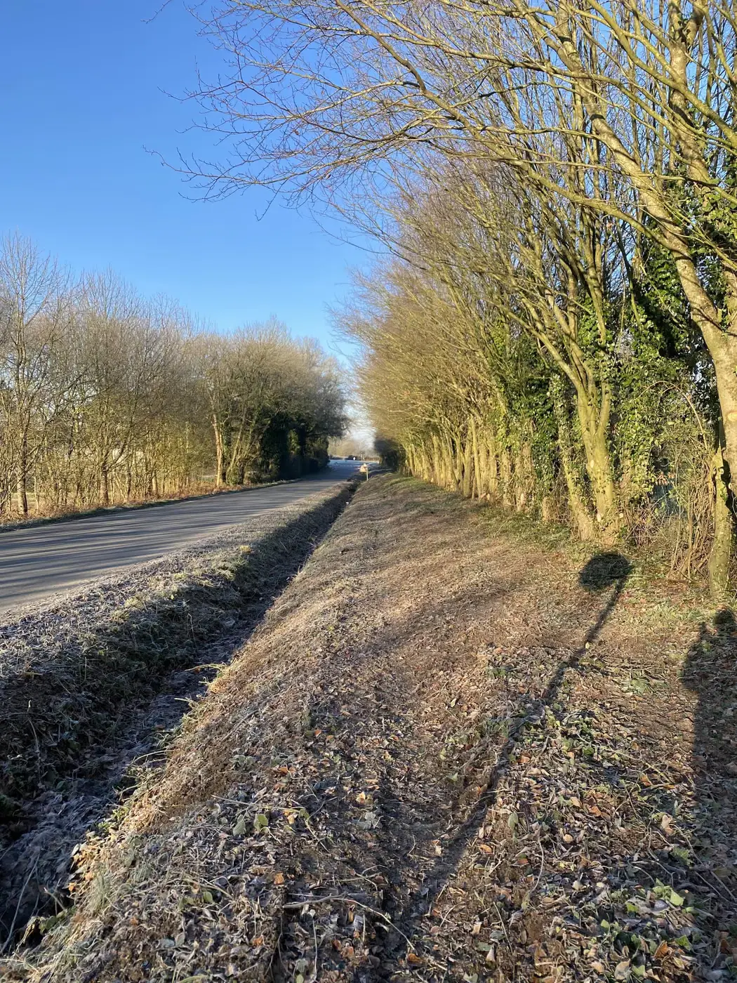 Accotement broyé et haie taillée le long d’une route