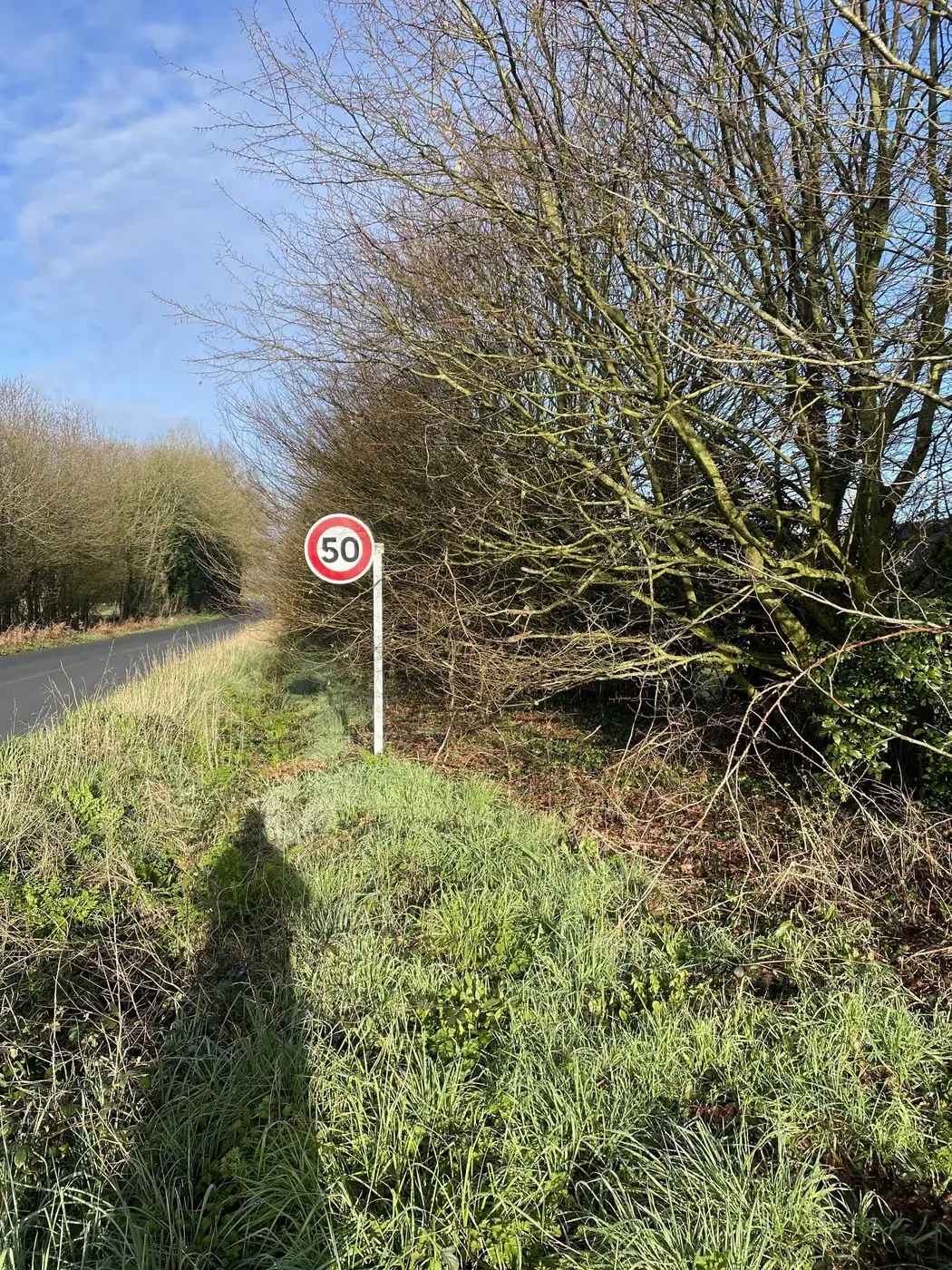Accotement de route envahi par la végétation en bordure de haie