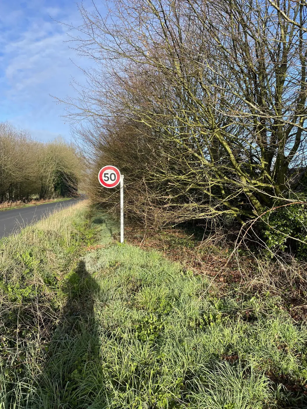 Accotement de route envahi par la végétation en bordure de haie