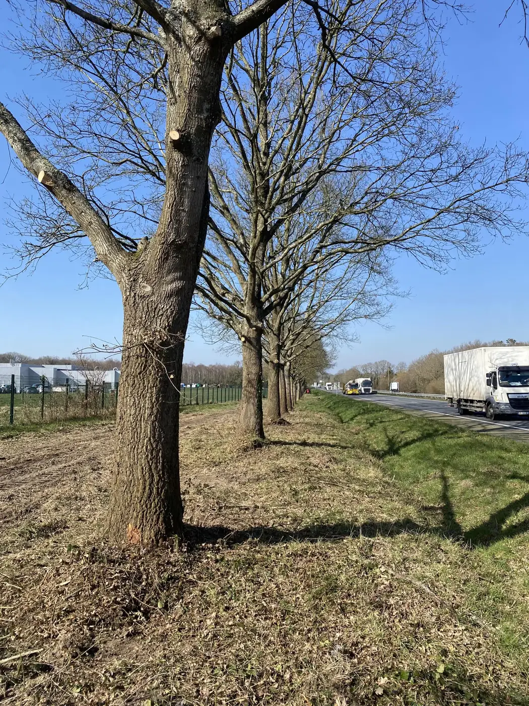 Arbres élagués et branches basses supprimées le long de la route