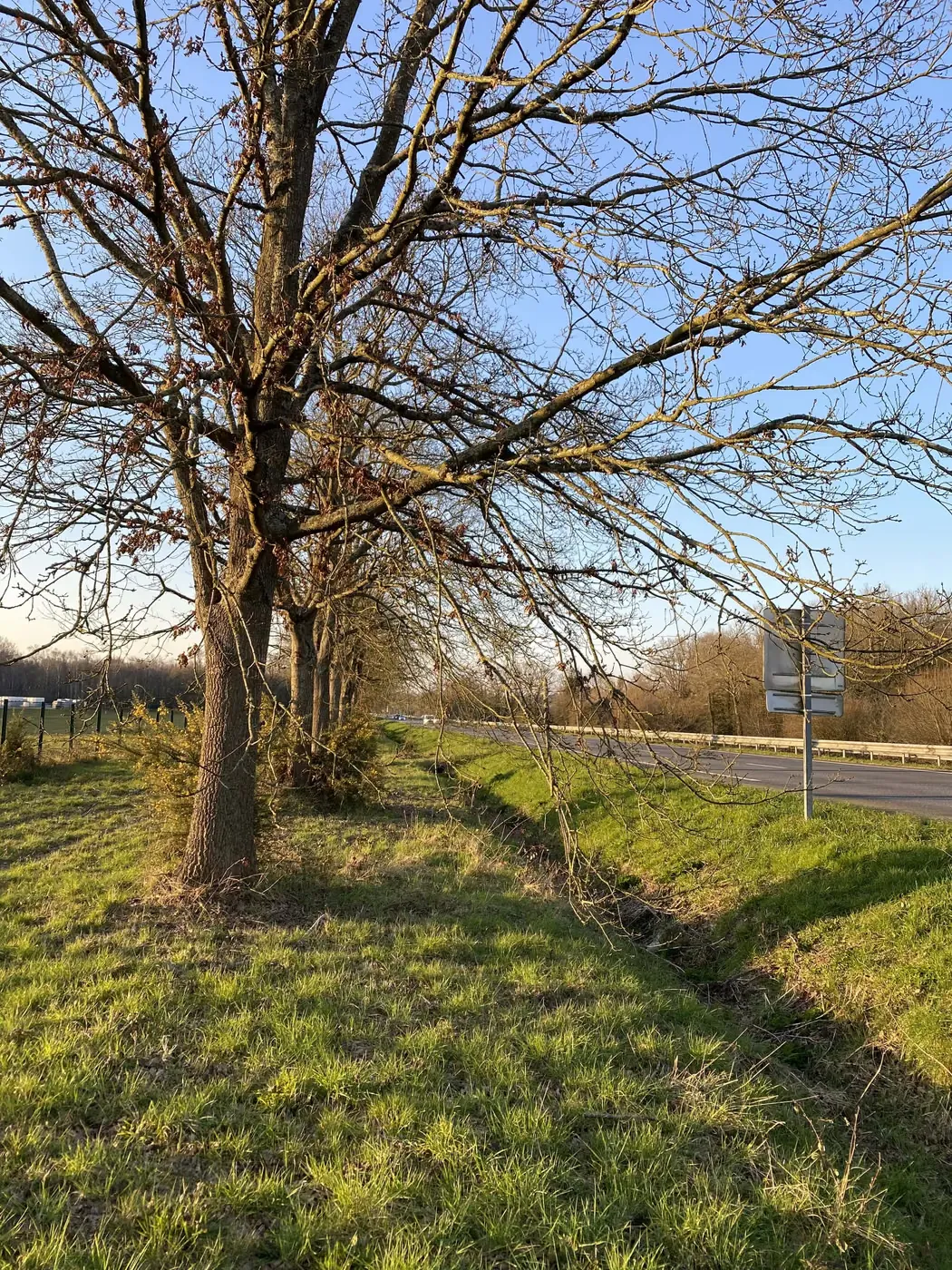 Arbre au houppier bas en bordure de route départementale