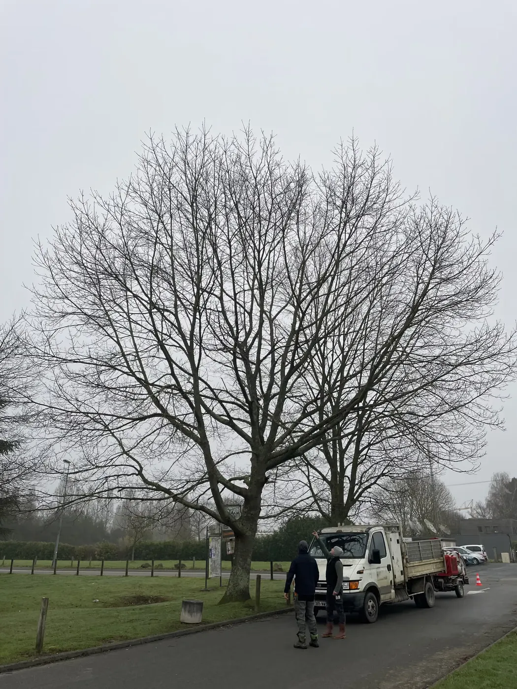 Grand arbre au houppier développé avant taille, camion de chantier au pied