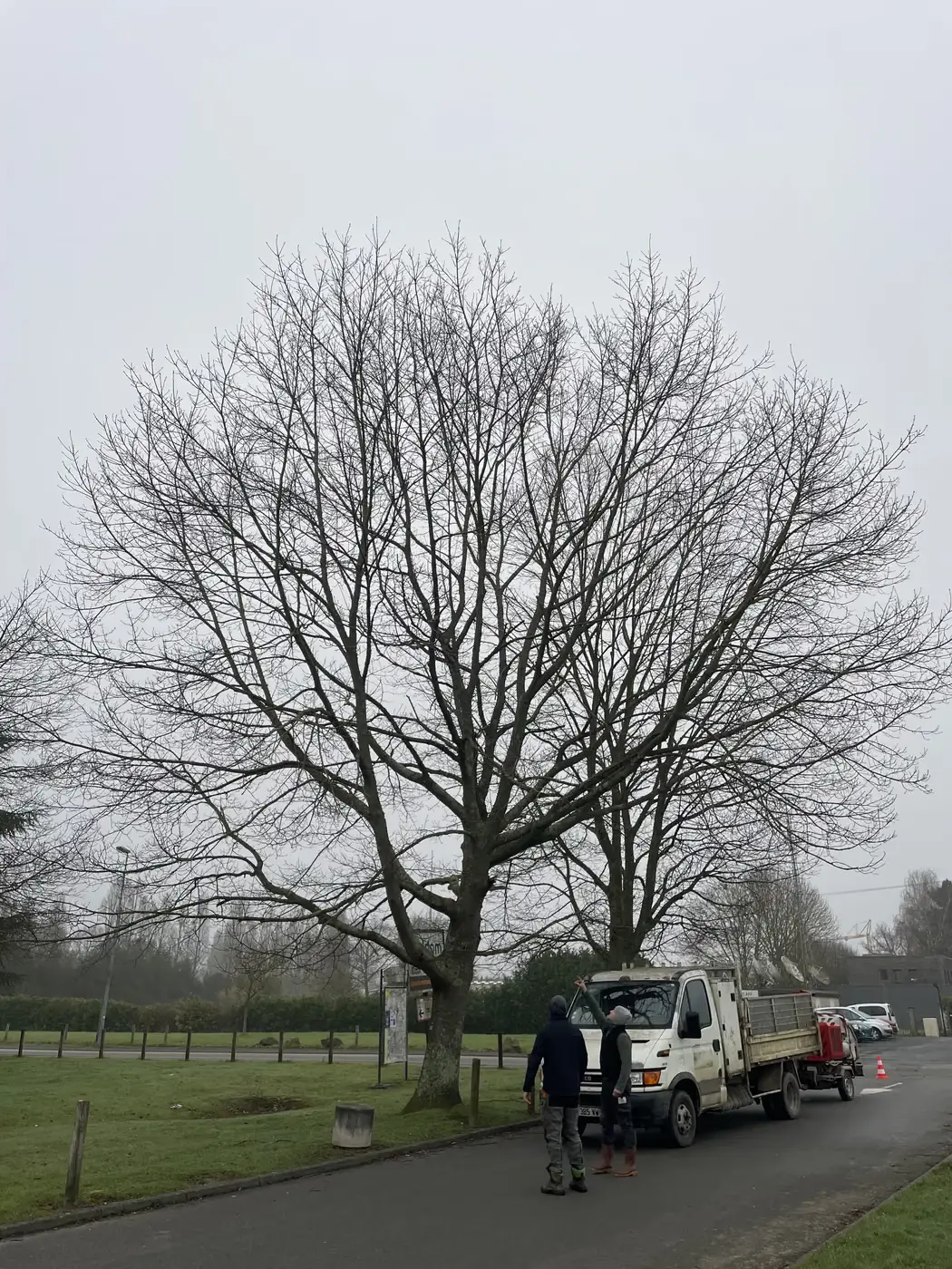 Grand arbre au houppier développé avant taille, camion de chantier au pied