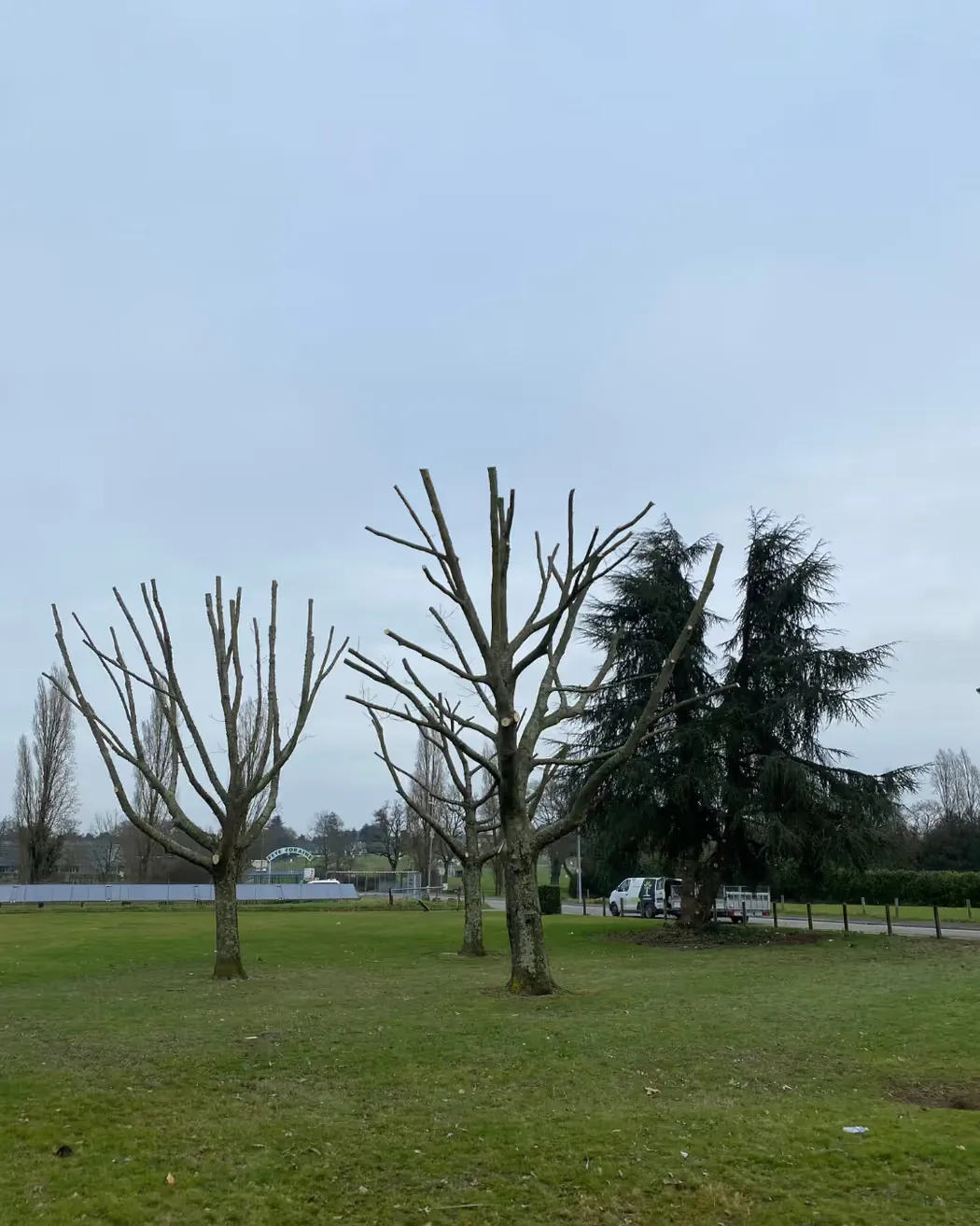Les mêmes arbres taillés en tête de chat