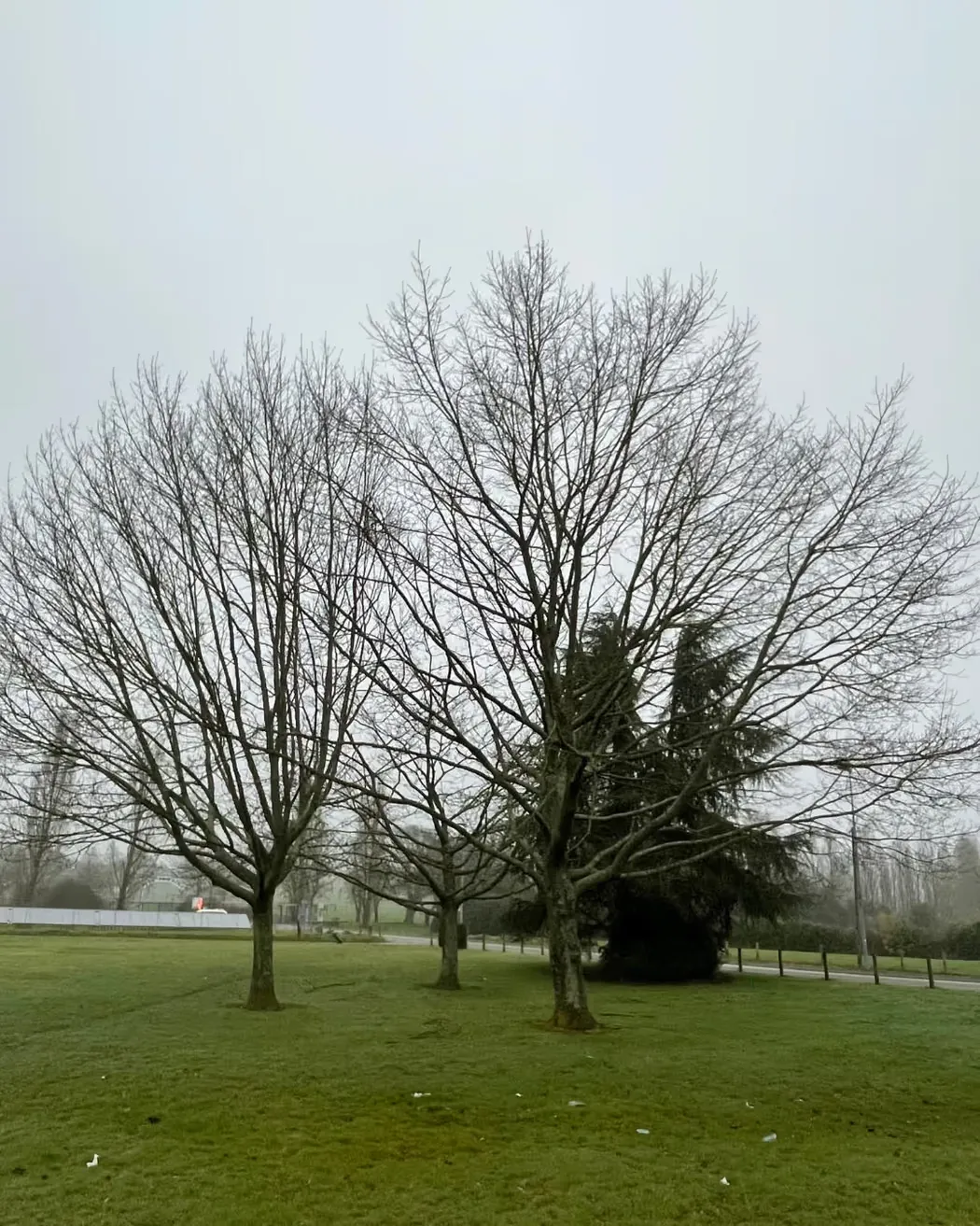 Alignement d’arbres avant élagage sur un espace vert