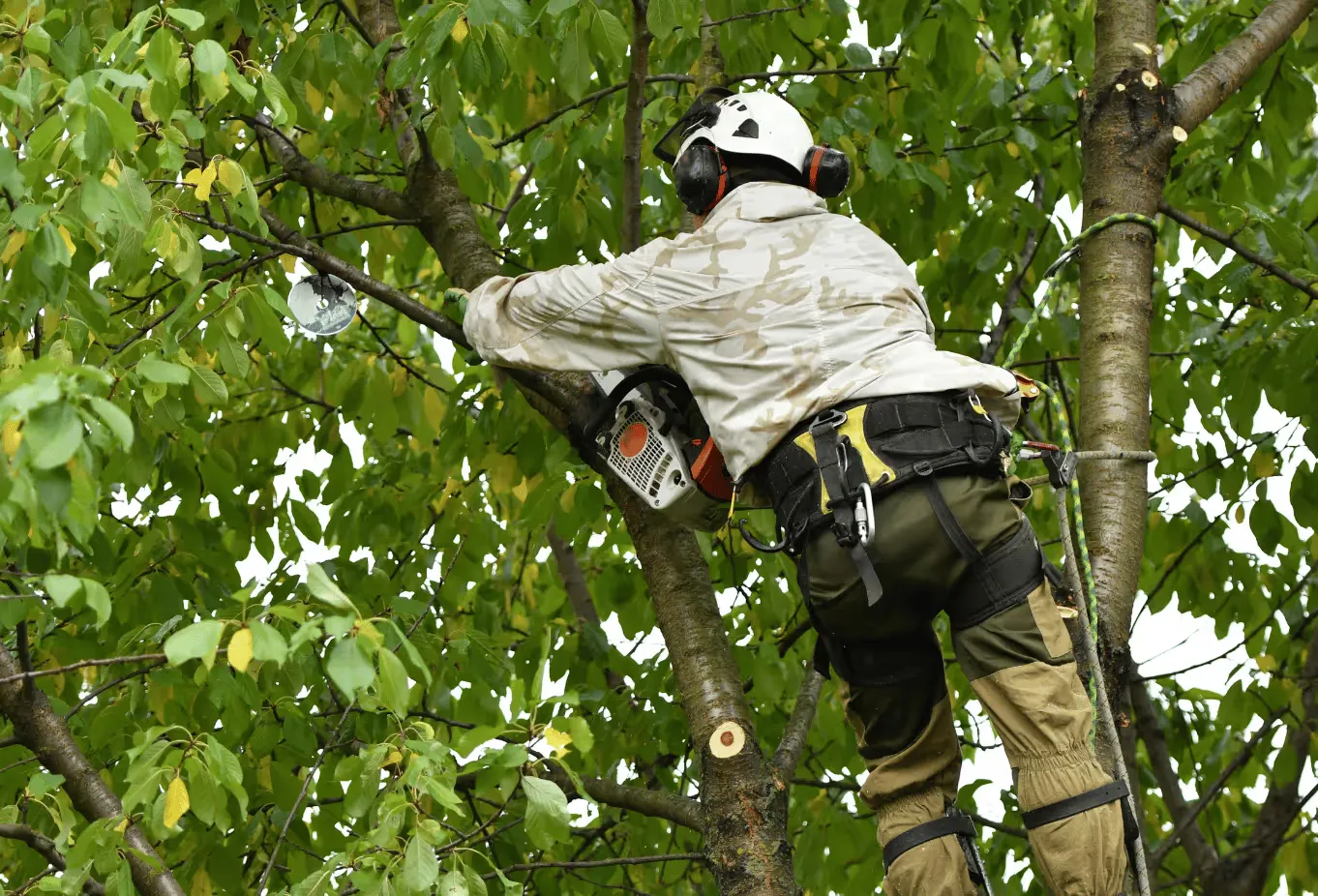 Élagage d’arbres en Loire-Atlantique