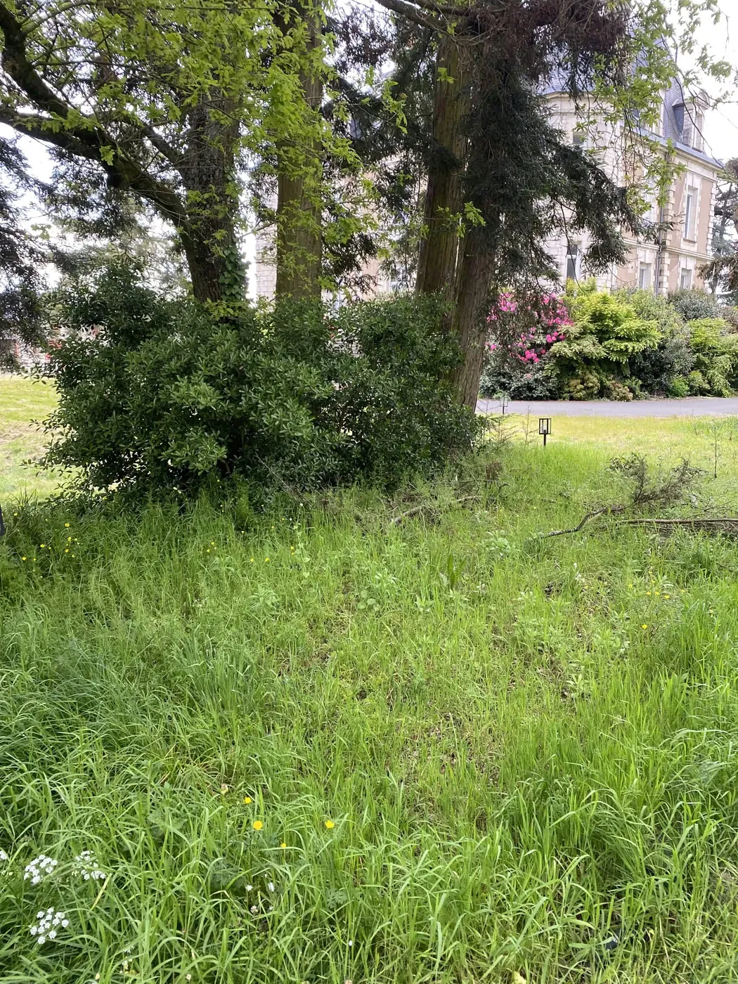 Herbes hautes devant une longère en pierre