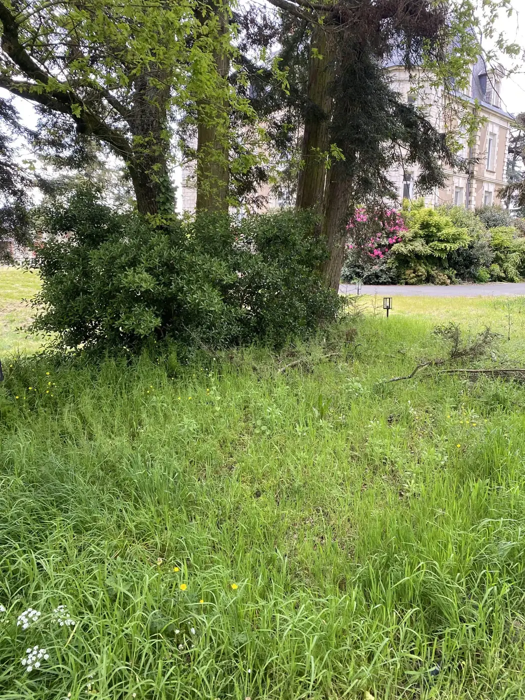 Herbes hautes devant une longère en pierre