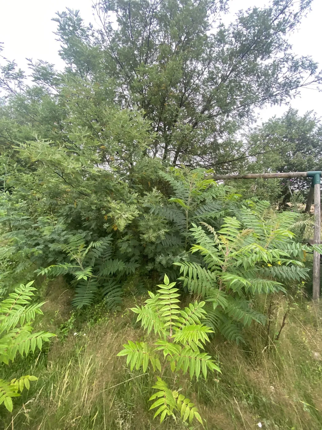Pelouse haute et irrégulière dans un parc arboré