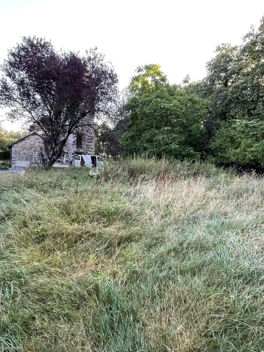 Arbres à reprendre et massifs encombrés dans un jardin d’agrément
