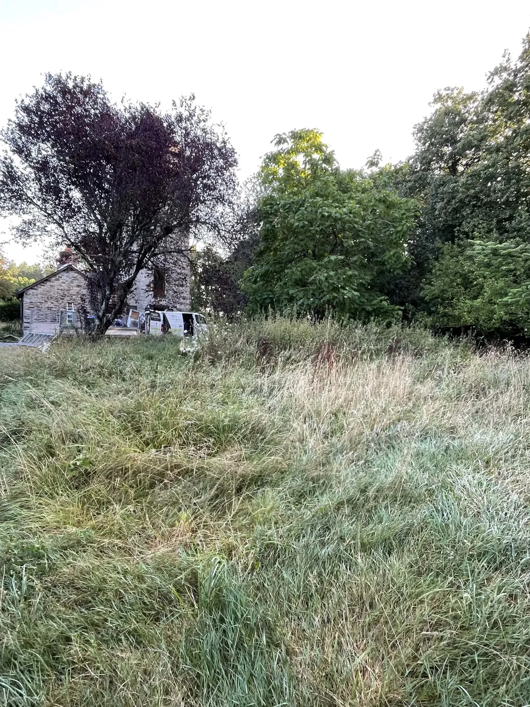 Arbres à reprendre et massifs encombrés dans un jardin d’agrément