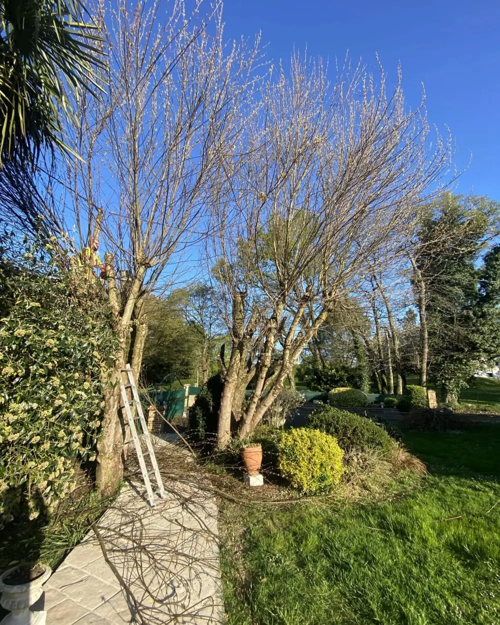 Arbres et massifs avant taille