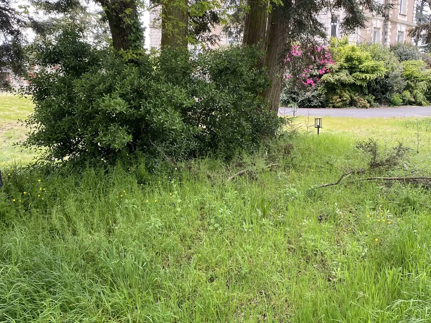 Abords d’un parc envahis par les herbes hautes