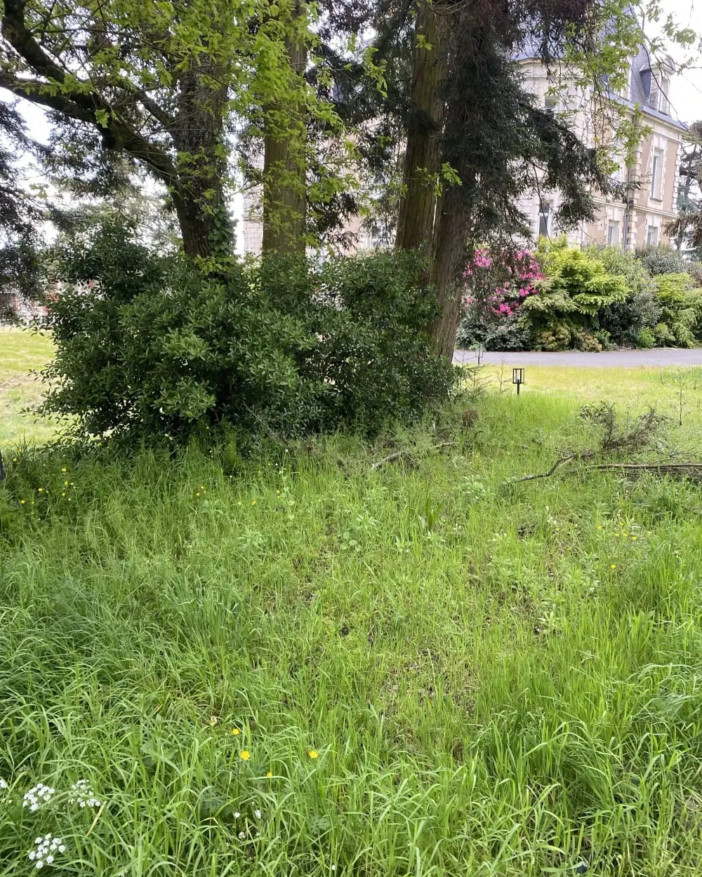 Parc envahi d'herbes hautes avant l'intervention