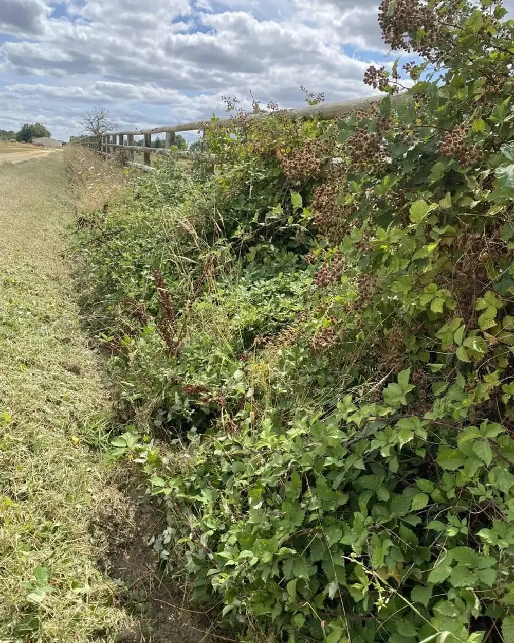 Talus couvert de ronces avant débroussaillage