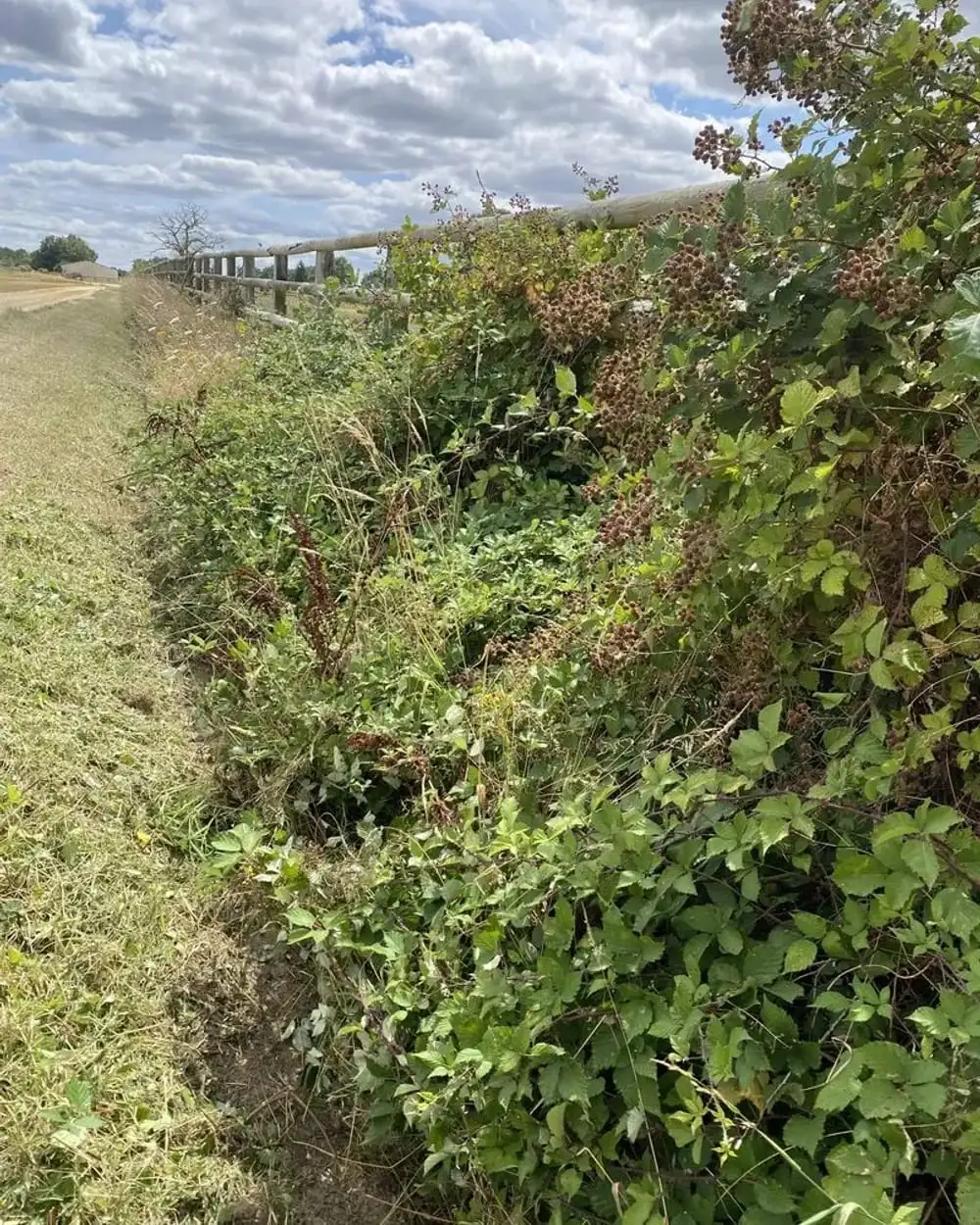 Talus couvert de ronces avant débroussaillage