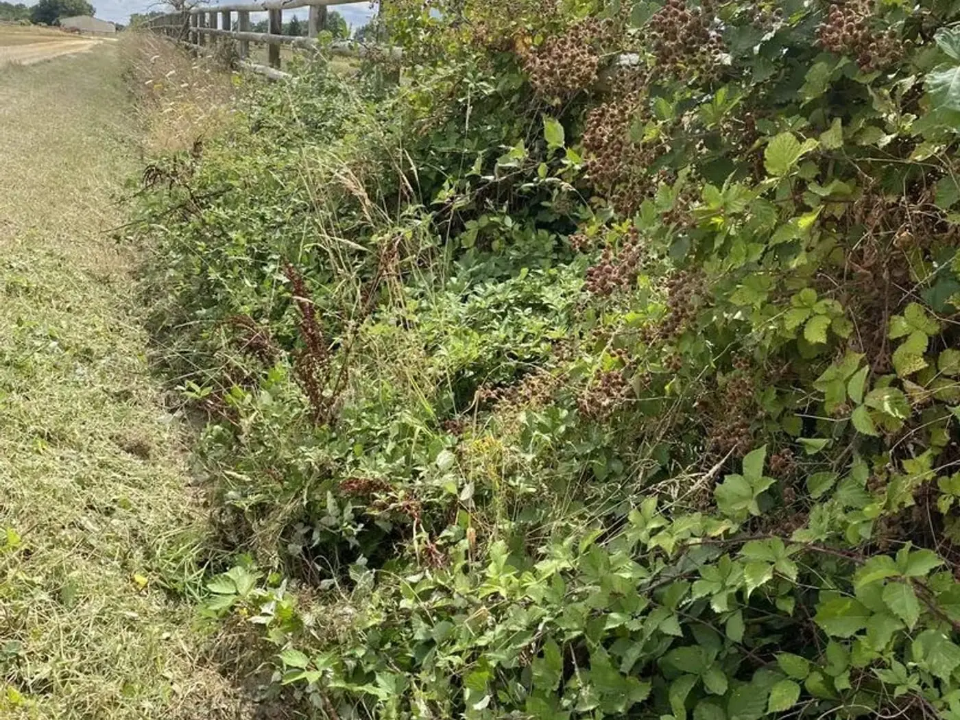 Talus couvert de ronces le long d’un chemin, avant intervention